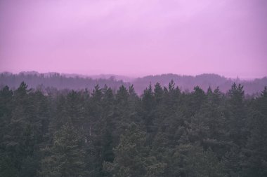 Sonbaharın puslu çam ağacı orman manzarasına. sis kebaplardan birçok katmanın görünürlüğü ormanda. herdem yeşil orman - retro vintage uzak ufukta bak