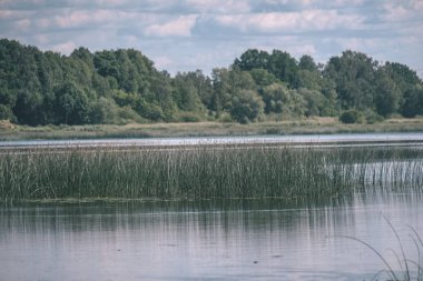 temiz su ve su çimen, bents ve yeşil yeşillik forest - vintage bir retro görünüm yakınındaki göl kenarında sakin yaz günü göster