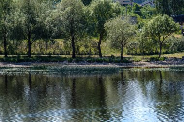 temiz su ve su çimen, bents ve yeşil yeşillik forest yakınındaki göl kenarında sakin yaz günü göster