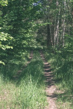 Boş toprak yol yeşil orman