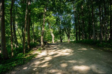 yapraklar ve ağaçlar etrafında ile perspektif içinde basit kırsal orman yolu