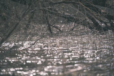 göl kıyısı ile yeşil yaz ayrı ağaçlarda arazi üzerinde. aracılığıyla görülen su ve yeşillik ön planda yeşil 