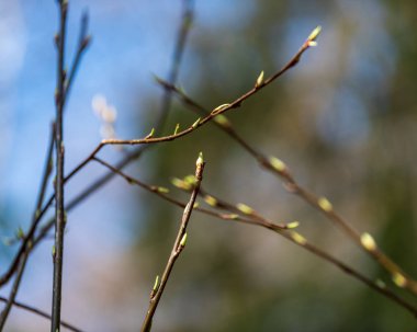görüntü arka plan üzerinde hiçbir yapraklarla geç sonbaharda çıplak ağaç dalları