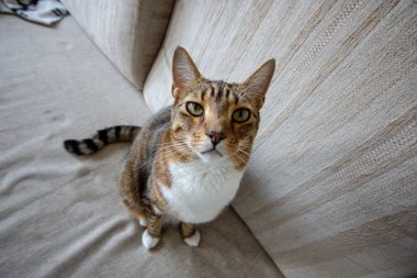 yakın çekim yerli kedi evinde doğal ortamda vurdu