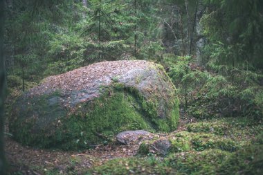 Sonbahar Orman yağmur ıslak yapraklar ve sığ derinlik-in tarla ile sonra. mat yeşil renkler - retro vintage bak
