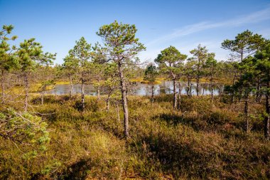 çam ağacı sandıklar ve dalları bataklık bölgede yeşil iğne ile. parlak renkler ve bulanıklık arka plan
