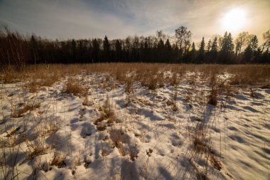alanları ve ağaçların kar altında basit kırsal manzara Letonya. eski çim uzanarak