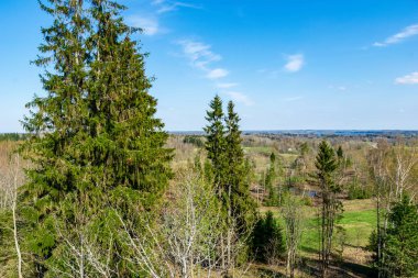 düz basit kırsal bahar, yatay, taze yeşil çayır ve orman. üzerinde mavi gökyüzü
