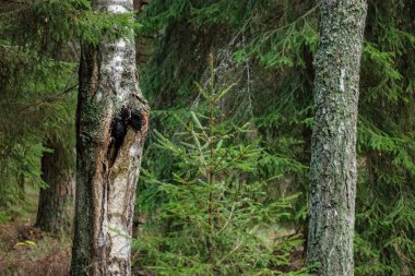 herdem yeşil orman Ladin ve çam ağacı dalları altında. Mayo ve boş yere ile düşük ışık ayrıntıları