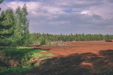 Alan Manzaralı yalnız çam ağaçları ve yeşil yaz yeşillik çevresi - vintage bir retro görünüm çim alanları ile bataklık