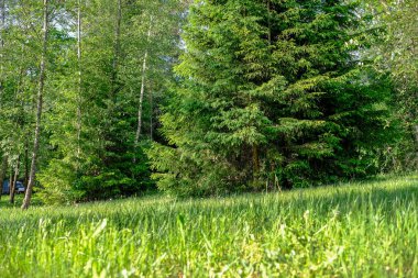 sert gölgeler ve orman parlak gün ışığında yaz yeşil yeşillik