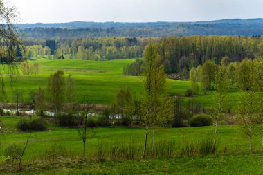 düz basit kırsal bahar, yatay, taze yeşil çayır ve orman. üzerinde mavi gökyüzü