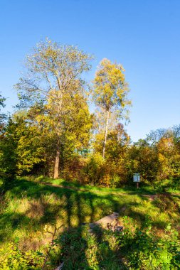 güzel huş ağacı ağaç gövdeleri, dalları ve yaprakları doğal ortamda. karışık mevsim yaz sonbahar bahar resimleri