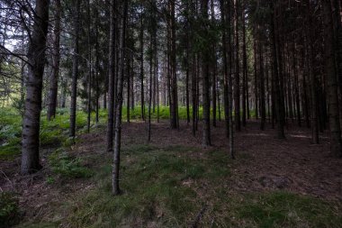 temiz çam ağacı orman çamur ve yeşil yaprakları ile toprak yol. koyu renkler