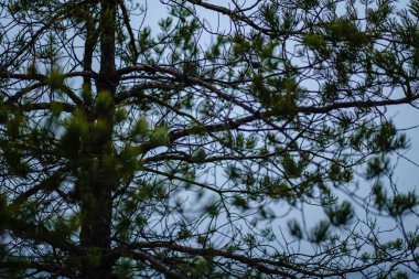 çam ağacı sandıklar ve dalları bataklık bölgede yeşil iğne ile. parlak renkler ve bulanıklık arka plan