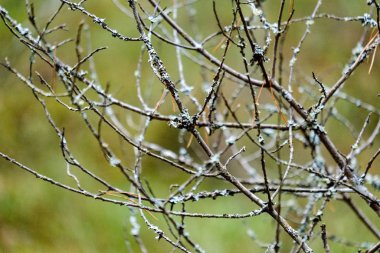 görüntü arka plan üzerinde hiçbir yapraklarla geç sonbaharda çıplak ağaç dalları