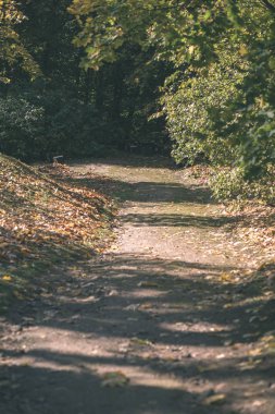 yapraklar ve ağaçlar çevresinde - vintage bir retro görünüm ile perspektif içinde basit kırsal orman yolu
