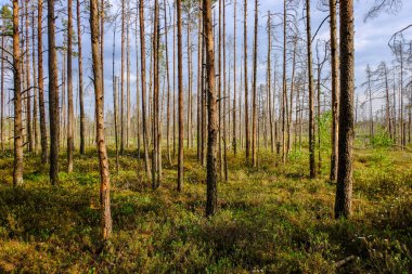 Alan Manzaralı yalnız çam ağaçları ve yaz yeşil yeşillik çevre çim alanları ile bataklık