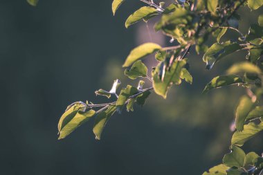 taze yeşil yeşillik ağaç sabah hafif bulanıklık arka plan ve mavi gökyüzü karşı - vintage bir retro görünüm yaprak