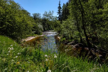 temiz su ve su çimen, bents ve yeşil yeşillik forest yakınındaki göl kenarında sakin yaz günü göster