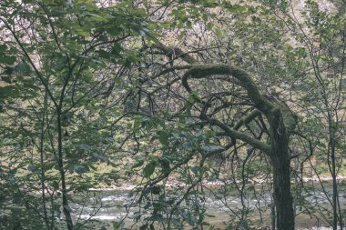 Yeşil su Nehri yaz aylarında ağaçların arkasında. Dunajec, Slovakya - vintage bir retro görünüm
