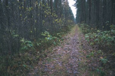 yapraklar ve ağaçlar çevresinde - vintage bir retro görünüm ile perspektif içinde basit kırsal orman yolu