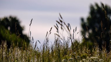 Gün batımında çim alandaki kapat 