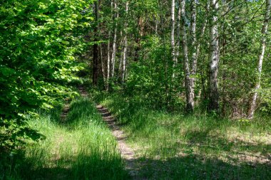 sert gölgeler ve orman parlak gün ışığında yaz yeşil yeşillik