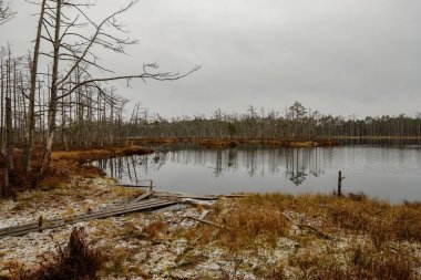 Manzaralı kuru çam ağaçları, su ve ilk kar yeşil çimenlerin üzerinde yansımaları ile bataklık. donuk akşam yıldırım