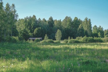 güzel yeşil çayır yakınındaki ormanda sıcak yaz günü yaz çiçek ile. yeşillik doku - vintage retro bak