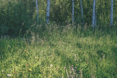 sert gölgeler ve orman parlak gün ışığında yaz yeşil yeşillik