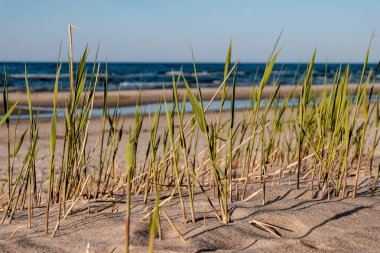 panoramik deniz plaj manzarası içinde kaya, bitkiler ve temiz su ile yaz aylarında güneşli bir gün