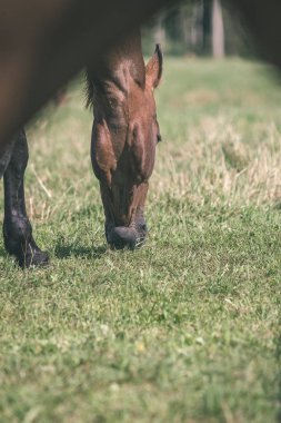 yeşil çayır - vintage bir retro görünüm besleme kahverengi vahşi atlar kapatın