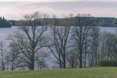 göl kıyısı ile yeşil yaz ayrı ağaçlarda arazi üzerinde. aracılığıyla görülen su ve yeşillik ön planda yeşil 