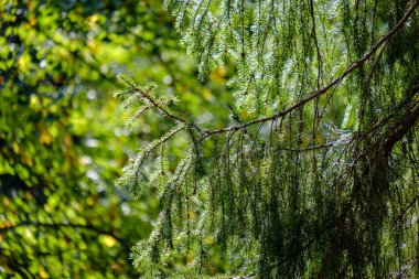 arka planlar ve dokuları tarafsız doku için hafif yaz aylarında derin yeşil yeşillik