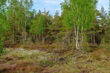 Alan Manzaralı yalnız çam ağaçları ve yaz yeşil yeşillik çevre çim alanları ile bataklık