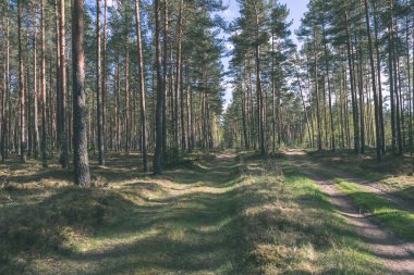 yapraklar ve ağaçlar çevresinde - vintage bir retro görünüm ile perspektif içinde basit kırsal orman yolu