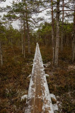 Ahşap tahta patika boardwalk bataklık alan rekreasyon turistler için. Çam ağaçları çıkmaza sokmak ve ilk kış öğleden sonra hafif kar.