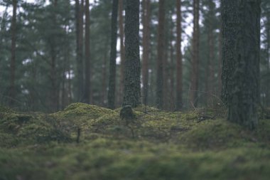 Çam ağaçları ve moss ile sonbahar orman