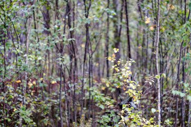 Orman detaylarla ağaç gövdeleri ve yaz yeşil yeşillik