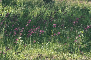 güzel yeşil çayır yakınındaki ormanda sıcak yaz günü yaz çiçek ile. yeşillik doku 