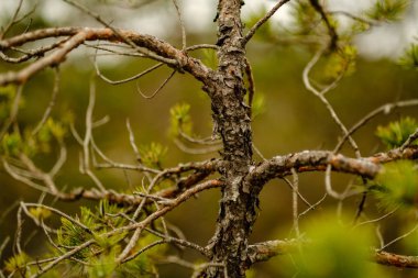 çam ağacı sandıklar ve dalları bataklık bölgede yeşil iğne ile. parlak renkler ve bulanıklık arka plan