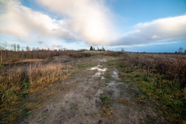 Toprak yol yeşil yaz ormandaki