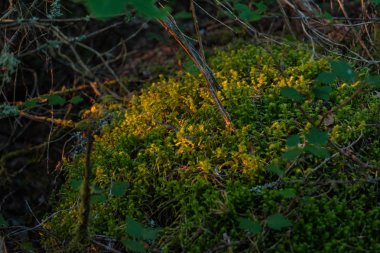 yaz günü ile farklı çiçeklerle güneşli çayır açık hava