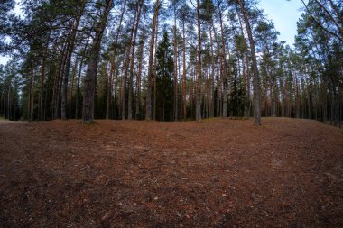 herdem yeşil orman Ladin ve çam ağacı dalları altında. Mayo ve boş yere ile düşük ışık ayrıntıları