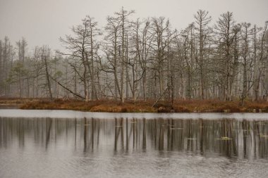 Manzaralı kuru çam ağaçları, su ve ilk kar yeşil çimenlerin üzerinde yansımaları ile bataklık. donuk akşam yıldırım