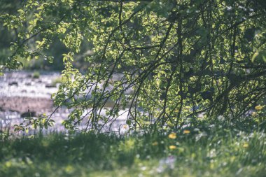 temiz su ve su çimen, bents ve yeşil yeşillik forest yakınındaki göl kenarında sakin yaz günü göster