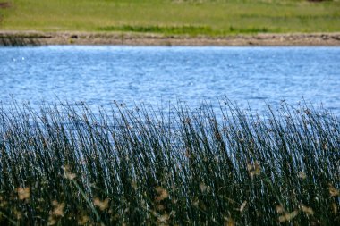 temiz su ve su çimen, bents ve yeşil yeşillik forest yakınındaki göl kenarında sakin yaz günü göster