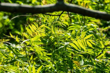 yeşil yaz yeşillik Ayrıntılar arka plan soyut. yaprak, çimen, bents ve dalları