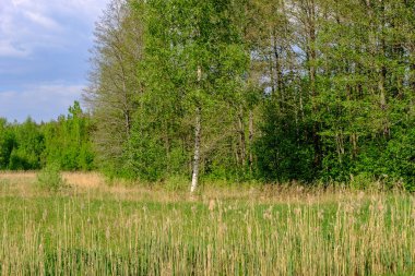 güzel yeşil çayır yakınındaki ormanda sıcak yaz günü yaz çiçek ile. yeşillik doku 
